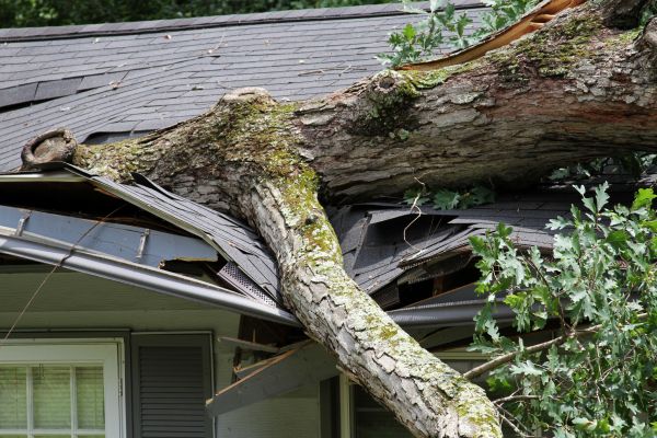 Storm Remediation in Placerville